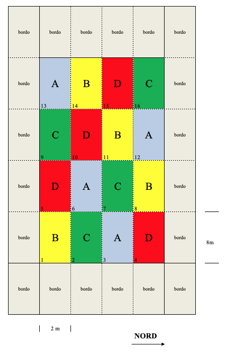 Esempio di un disegno sperimentale a quadrato latino, con quattro trattamenti (A, B, C e D) ed altrettante repliche. I colri aiutano ad identificare i quattro trattamenti e la posizione delle rispettive parcelle