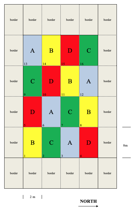 Example of a latin square design with four treatments (A, B, C and D) and four replicates. The different colours help identify the four treatments and their allocation to the plots.